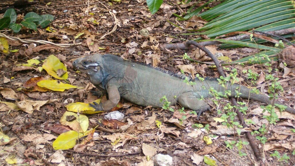 Iguana de Mona en cautiverio