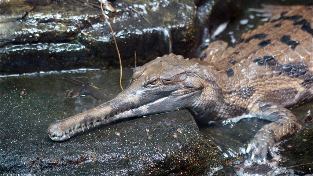 falso gavial en una piedra