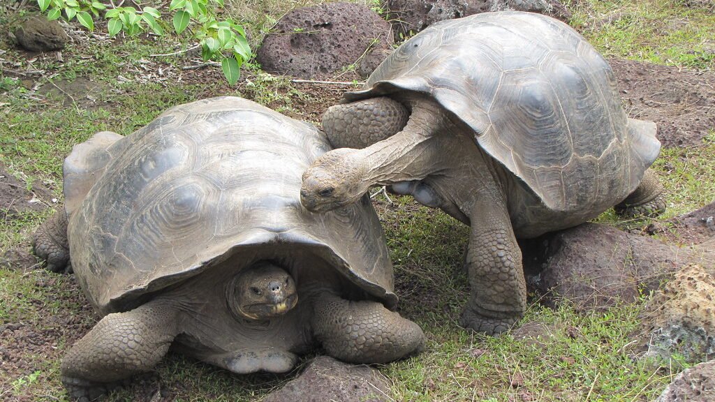 apareamiento de la tortuga gigante de galapagos