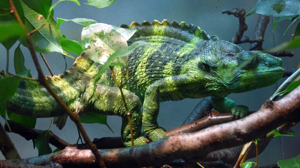 camaleon de meller en cautiverio