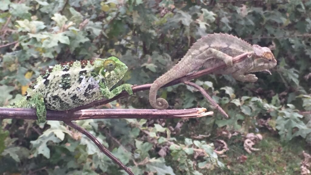 camaleon de rudis apareando