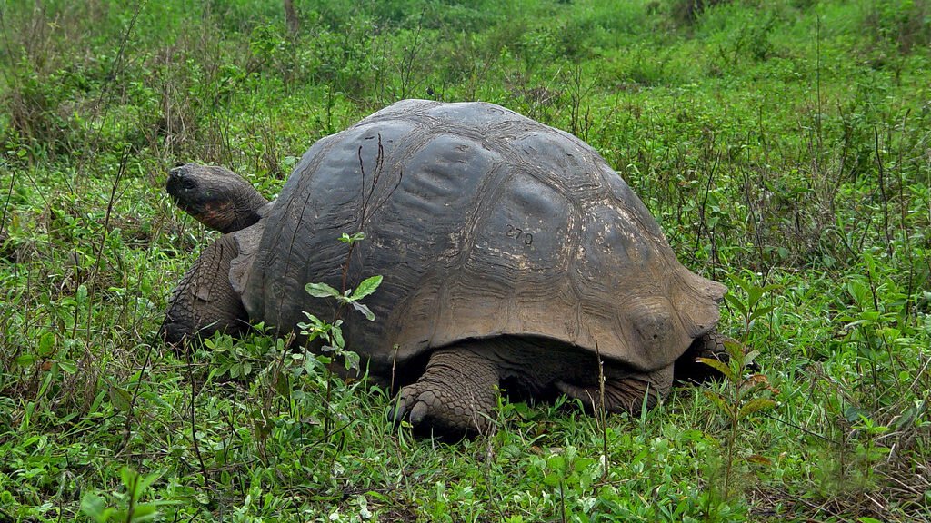 tortuga gigante de galapagos en el jardin