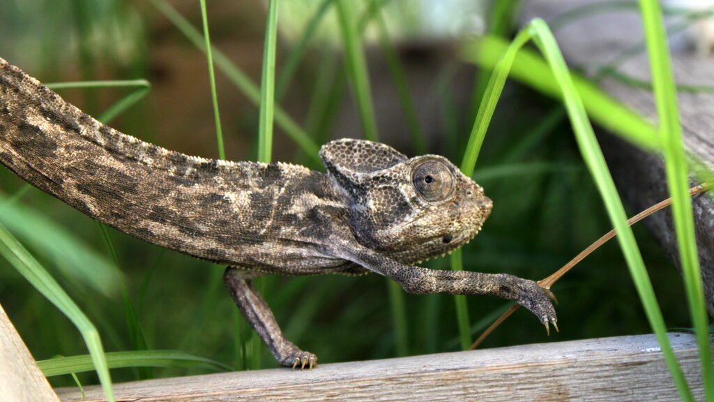 camaleon comun en el jardin