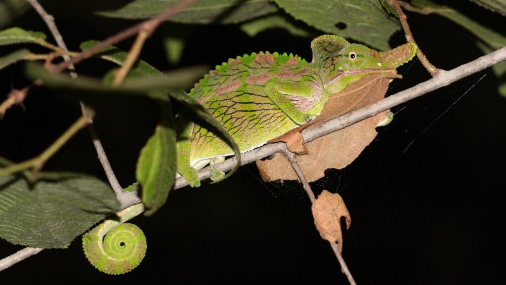 camaleon de labord en el bosque