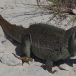 Iguana de las Islas Turcas y Caicos en el desierto