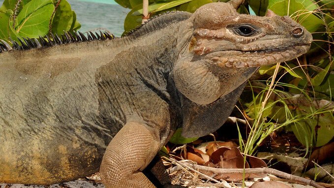 Iguana de Mona en la selva