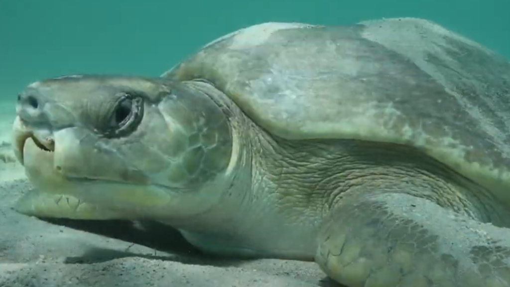 tortuga plana debajo del agua