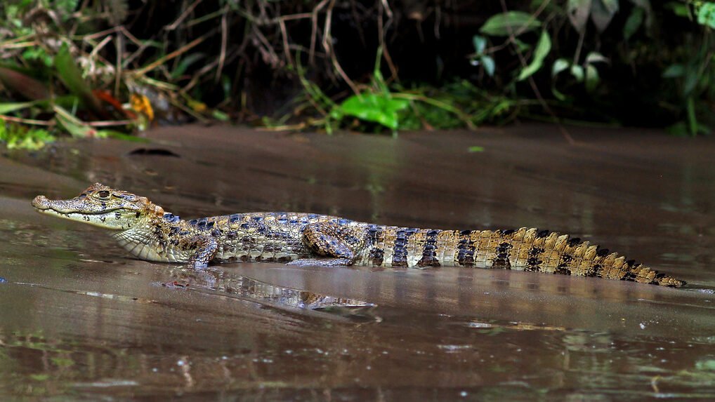 caiman de anteojos en el rio