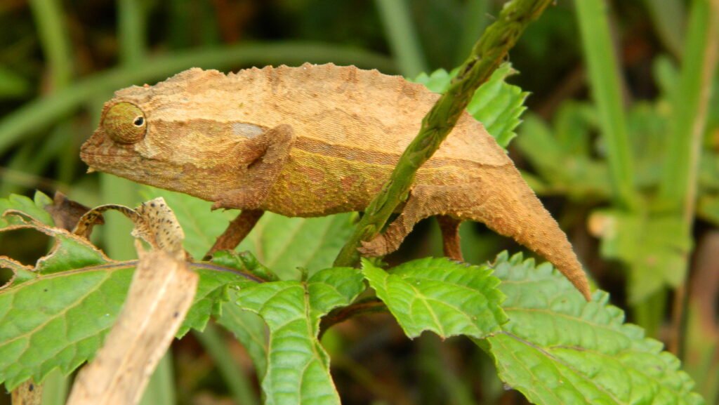 Camaleon Pigmeo de Smith en la selva