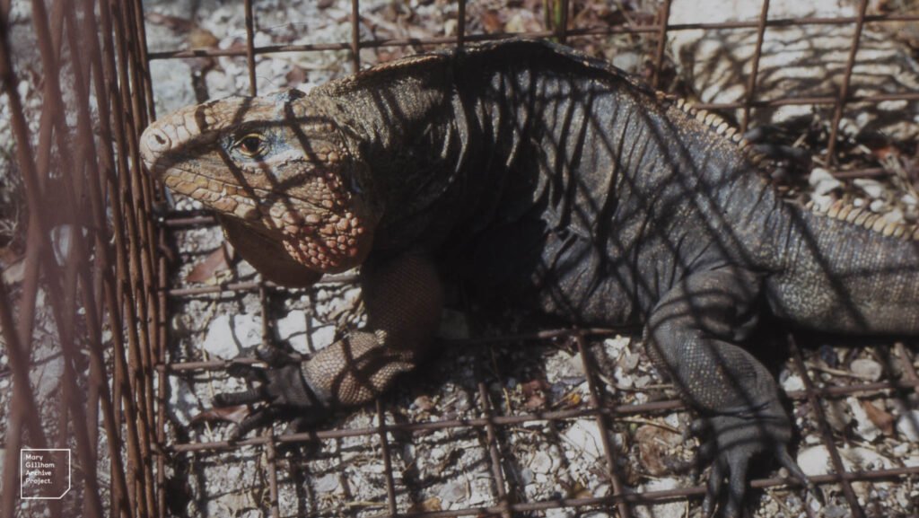 iguana de las bahamas en cautiverio