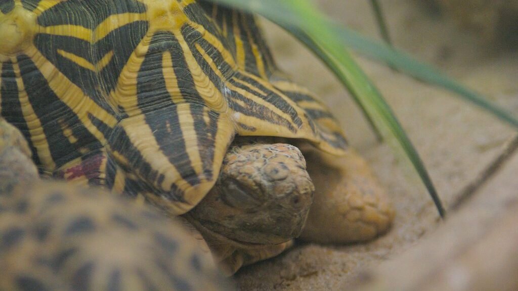 tortuga estrellada de la india durmiendo