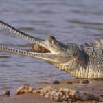 gavial del ganges a la orilla del rio