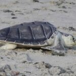 tortuga kemp en la playa