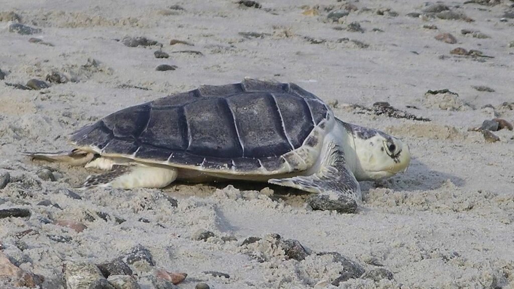 tortuga kemp en la playa