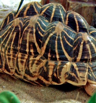 tortuga estrellada de la india en cautiverio