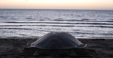 tortuga plana en la playa