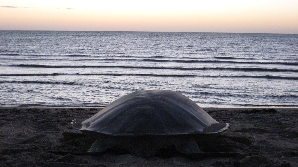 tortuga plana en la playa