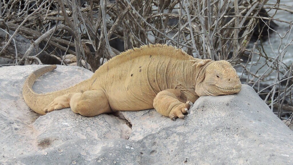 iguana de la isla de santa fe durmiendo