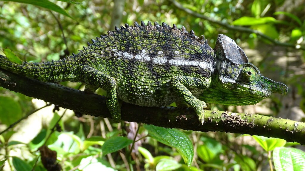 camaleon de labord en la selva