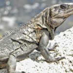 Iguana de las rocas en una roca