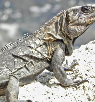 Iguana de las rocas en una roca