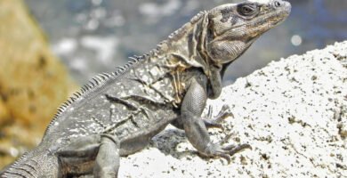 Iguana de las rocas en una roca