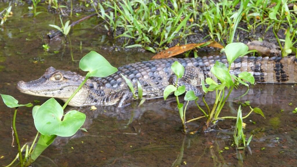 caiman de anteojos nadando