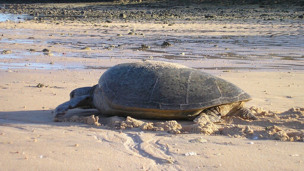 tortuga plana en el mar