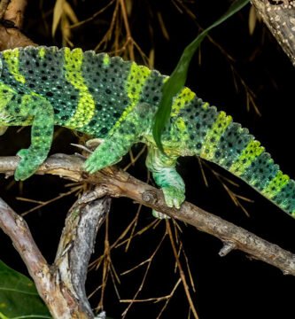 camaleon de meller en el zoologico