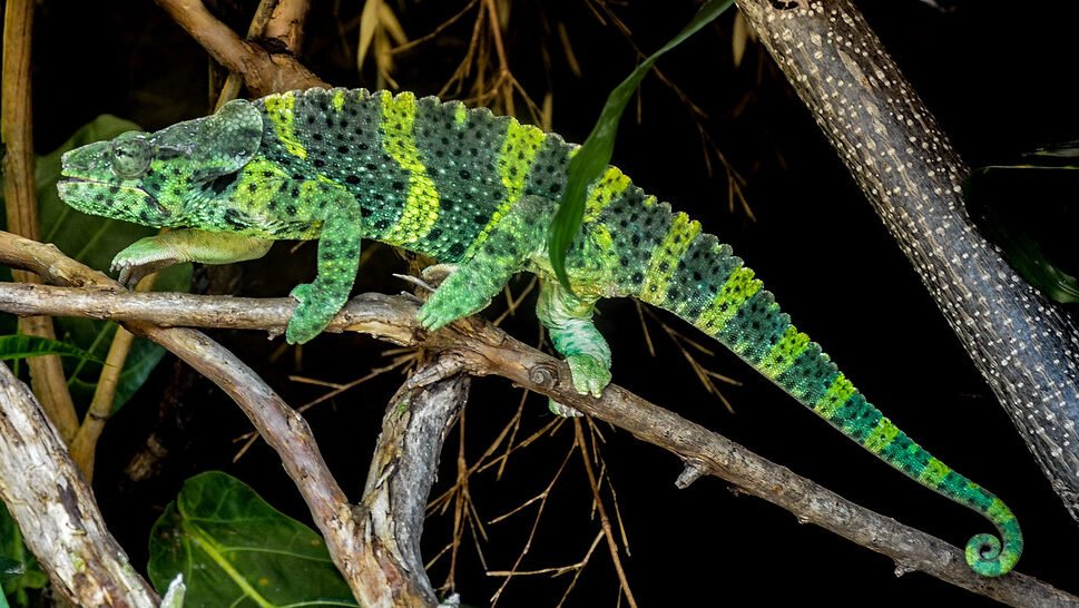 camaleon de meller en el zoologico
