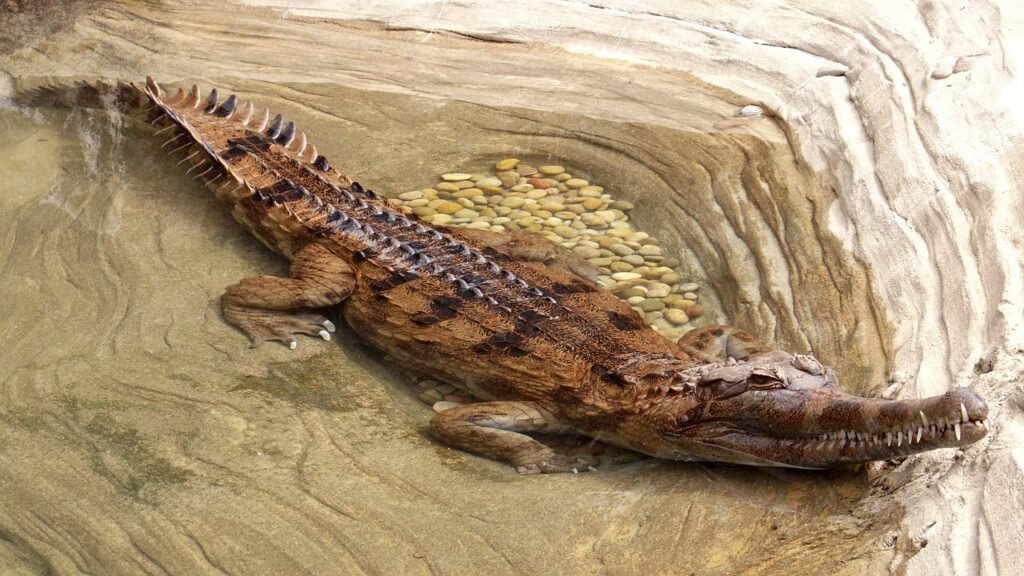 gavial de sunda en el rio