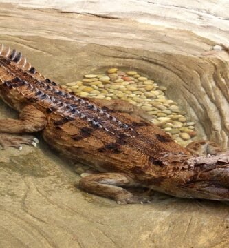 gavial de sunda en el rio