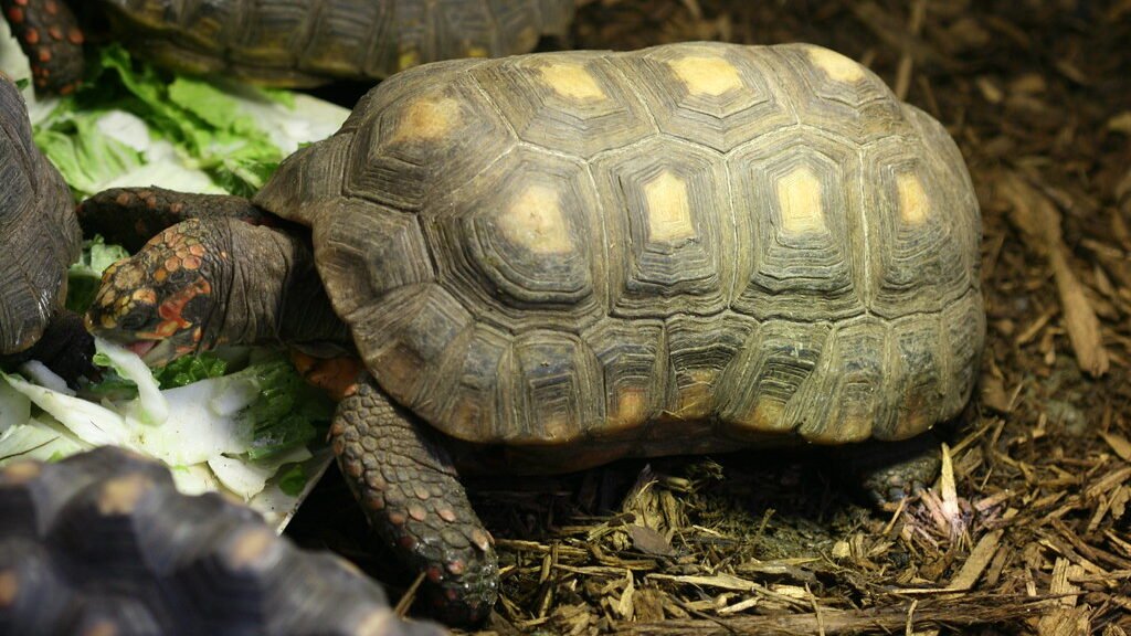 habitat de la tortuga de patas rojas