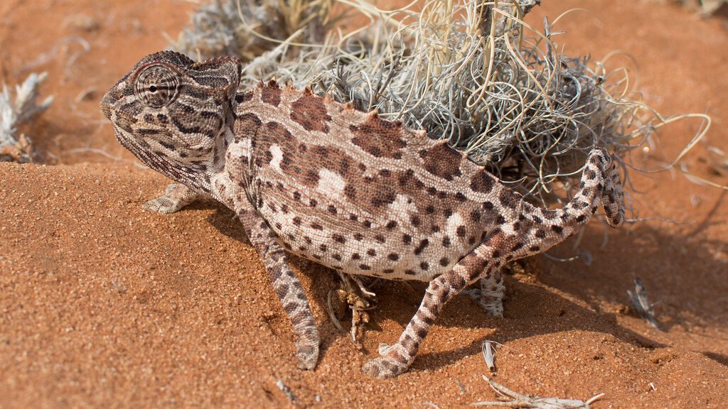 habitat del camaleon de namaqua