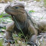 Iguana de Mona