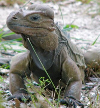 Iguana de Mona