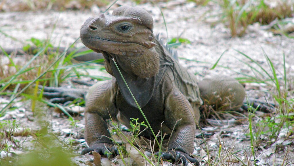 Iguana de Mona