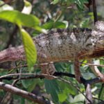 camaleon de oustalet en la selva