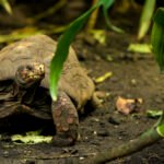 tortuga de patas rojas en la selva