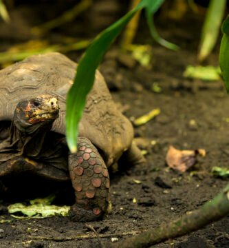 tortuga de patas rojas en la selva