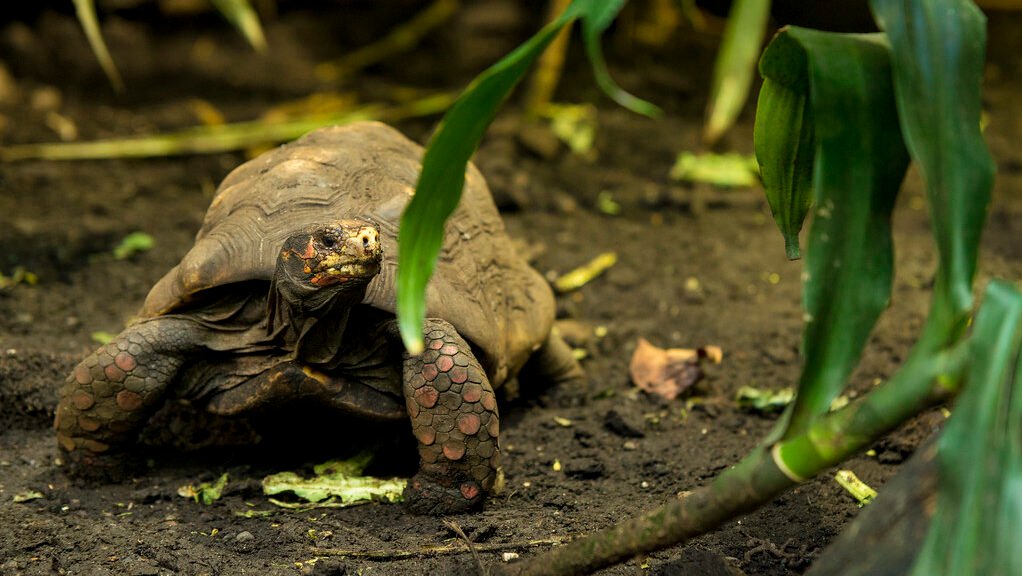 tortuga de patas rojas en la selva