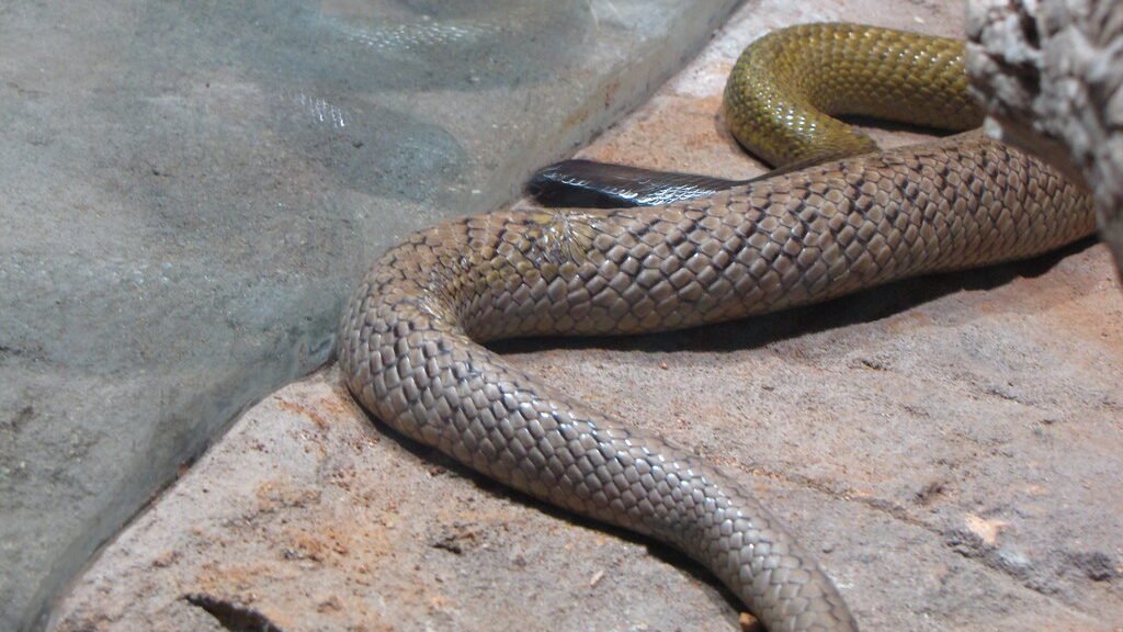 comportamiento de la Serpiente taipán del interior
