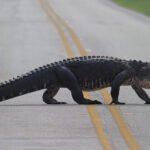 caiman americano en la carretera