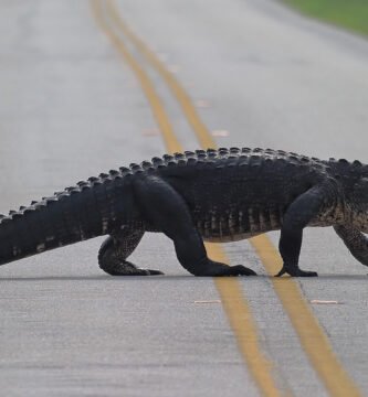 caiman americano en la carretera