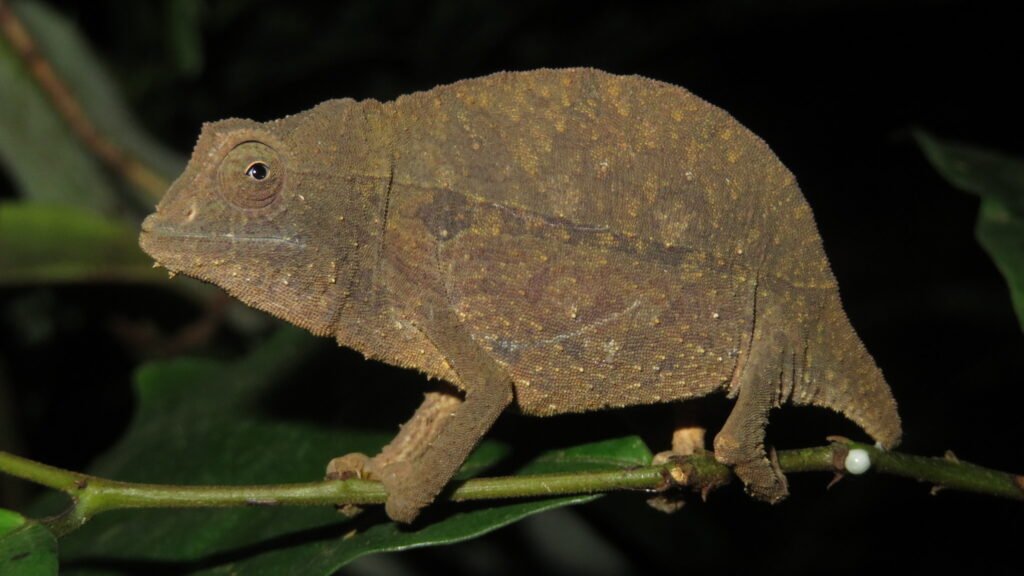 Camaleon Pigmeo de Smith en la noche