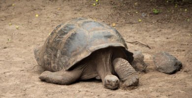 tortuga gigante de galapagos durmiendo