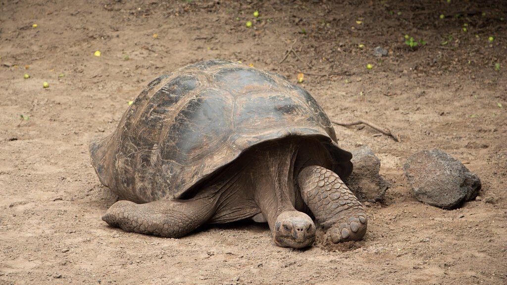 tortuga gigante de galapagos durmiendo