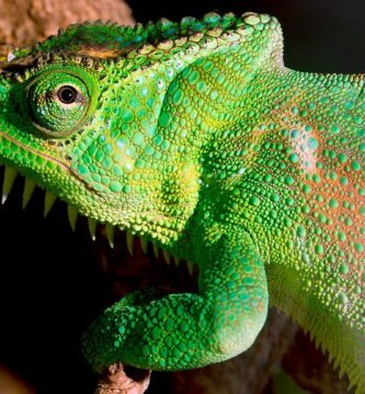 camaleon de cuatro cuernos en un arbol