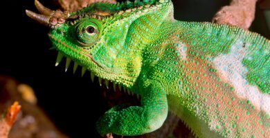 camaleon de cuatro cuernos en un arbol