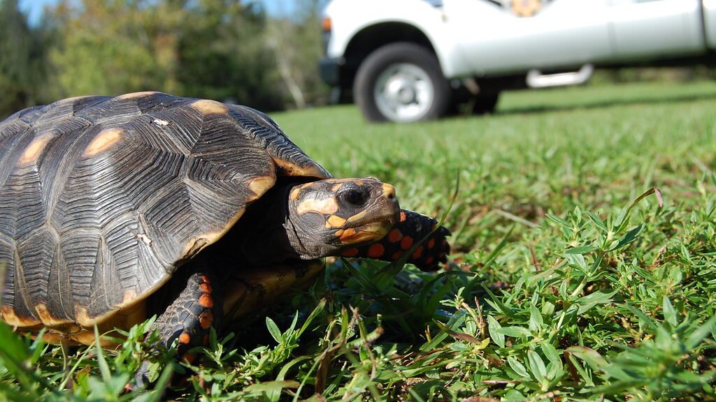 tortuga de patas rojas en el jardin